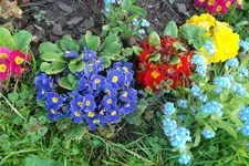 SAM_0635.webp