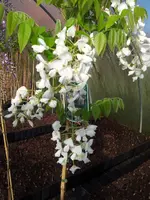 Weiße Wisteria.webp