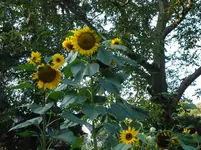 DSC03788.webp