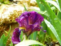 DSCN7766.webp