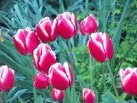 100_5977.webp