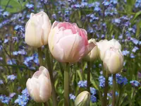 100_5959.webp
