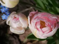 100_5960.webp