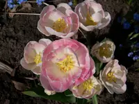 100_6034.webp