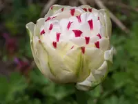 100_5951.webp