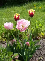 100_6043.webp