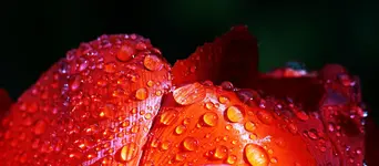 Tulpe Rot, Makro, Tropfen.webp