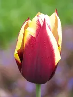100_5954.webp