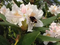 Hummel1.webp