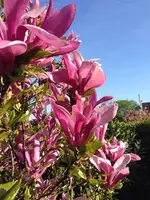Baum.webp