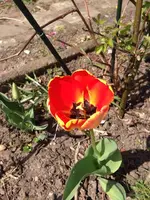 Tulpe3.webp