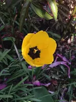 Tulpe1.jpg