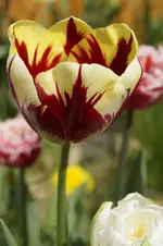 _DSC8136.webp