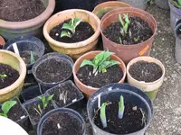 001_1024x768.JPG