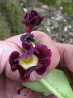 009_576x768.webp