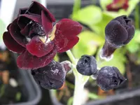 dark eyes_1024x768.webp