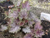 green spice_1024x768.webp
