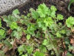 stawberry swil_1024x768.JPG
