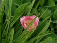 k-P1080945.webp
