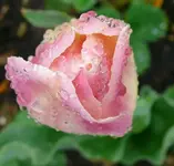 k-P1080949.webp