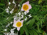 k-P1080950.webp