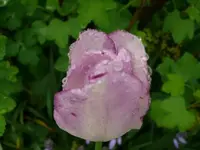 k-P1080953.webp