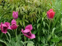 k-P1080956.webp
