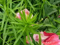 k-P1080957.webp