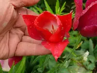 k-P1080958.webp
