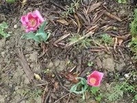 k-P1080963.webp
