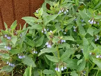 k-P1080946.webp