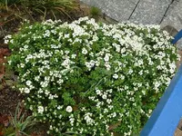 k-P1080962.webp