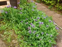k-P1080991.webp