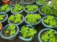 Kopfsalat.webp