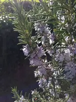 Rosmarin.webp