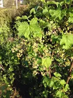 Johanissbeeren.webp