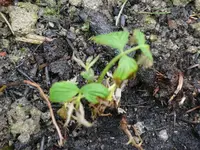 k-P1080965.webp