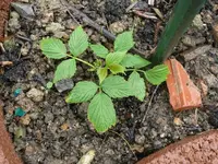 k-P1080967.webp