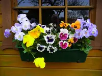 009.webp