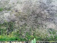 Rasen nach Topdressing & Saat.webp