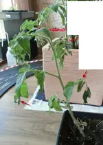 3-plant.webp