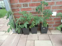 5-Kinderstube.webp