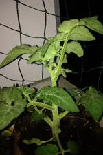 Balkontomaten2.webp