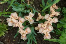 IMG_7118.webp