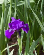 IMG_7165.jpg