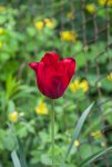 IMG_7126.jpg
