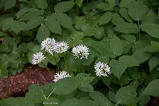 IMG_7131.jpg