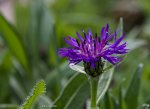 IMG_7168.jpg