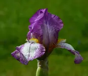 frühlingskleid.webp
