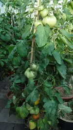 8. August 2013 (12).webp